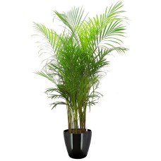 Yellow Palm In Hg-3102 Pot (Ø28Cmxh26Cm)